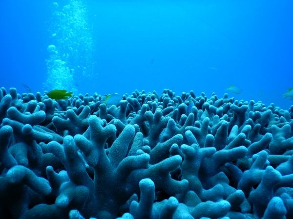 石垣島のサンゴ礁