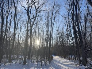 冬の北海道の白樺